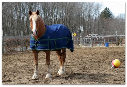 Quick Horse Blanket Repair